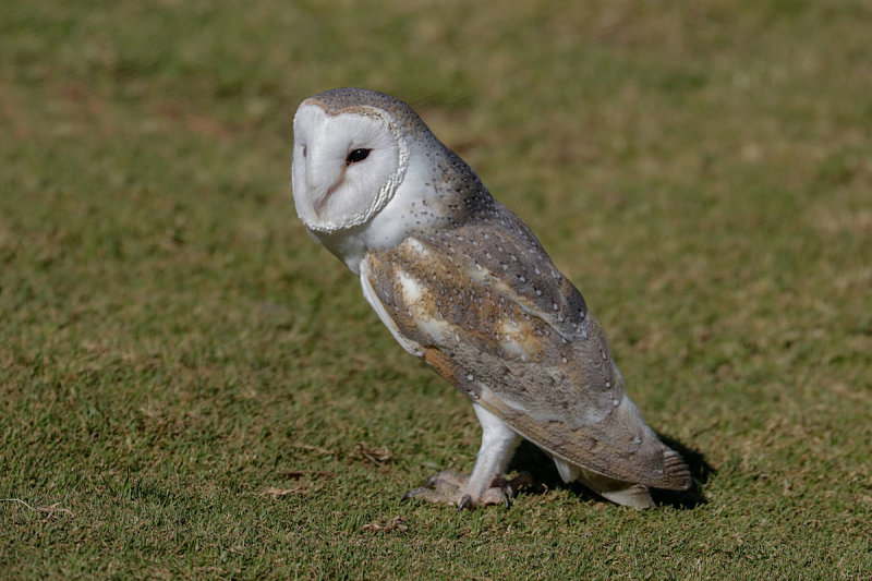 Eastern Barn Owl