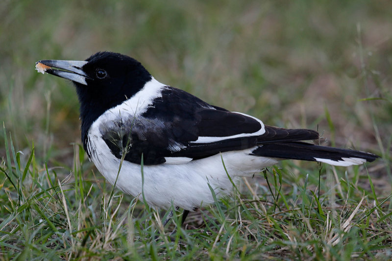 Pied Butcherbird