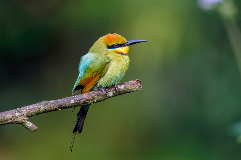 Rainbow Bee-eater