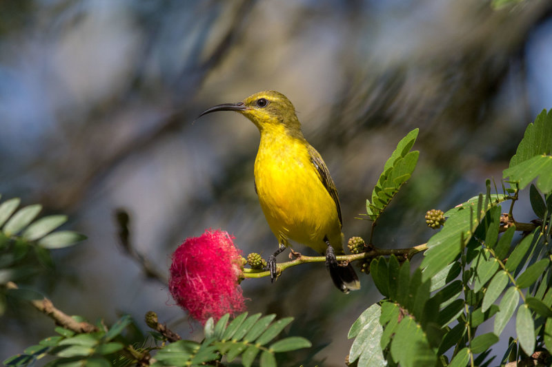Olive-backed Sunbird