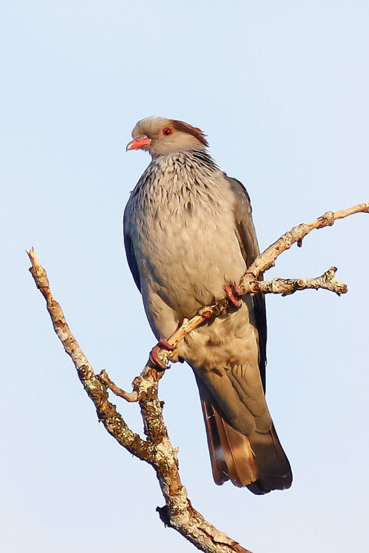Topknot Pigeon