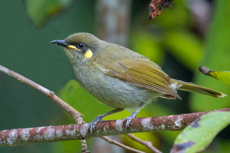 Graceful Honeyeater