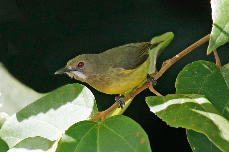 Fairy Gerygone