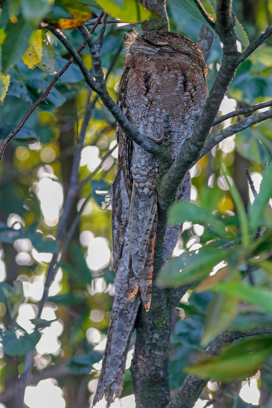 Papuan Frogmouth