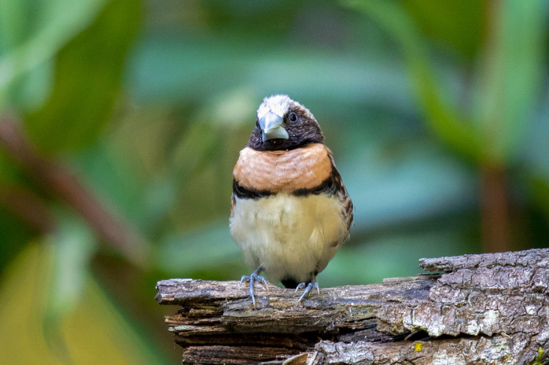 Chestnut-breasted Munia/Mannikin