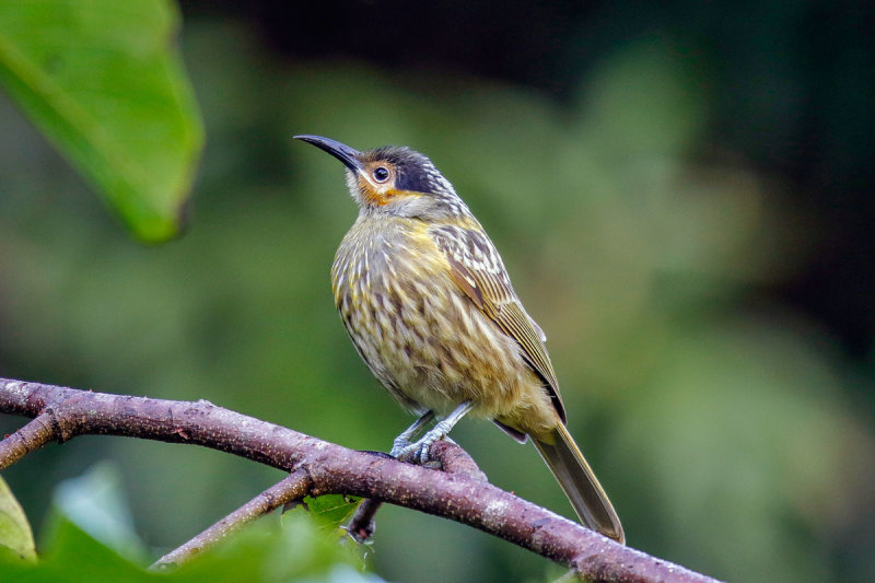 Macleay's Honeyeater
