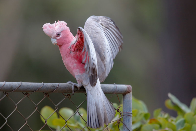Galah