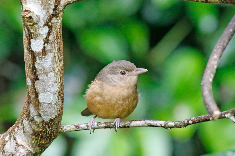Little Shrikethrush