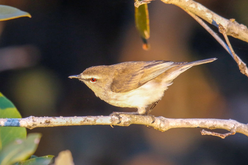 Mangrove Gerygone