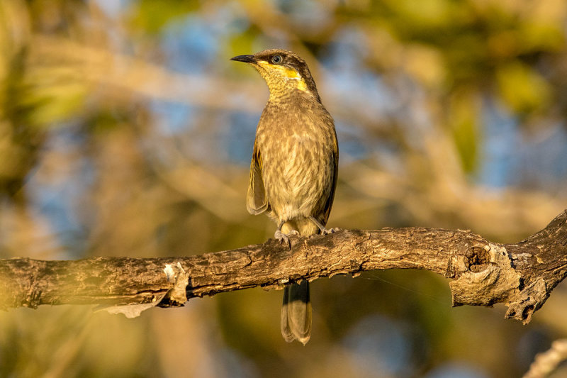 Mangrove Honeyeater