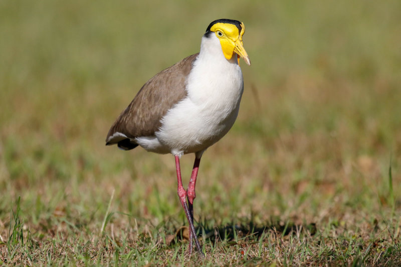 Masked Lapwing