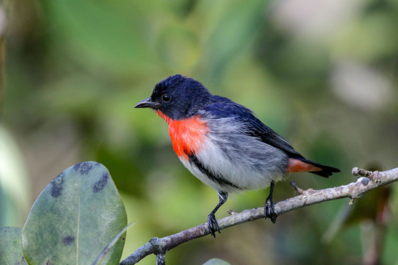 Mistletoebird