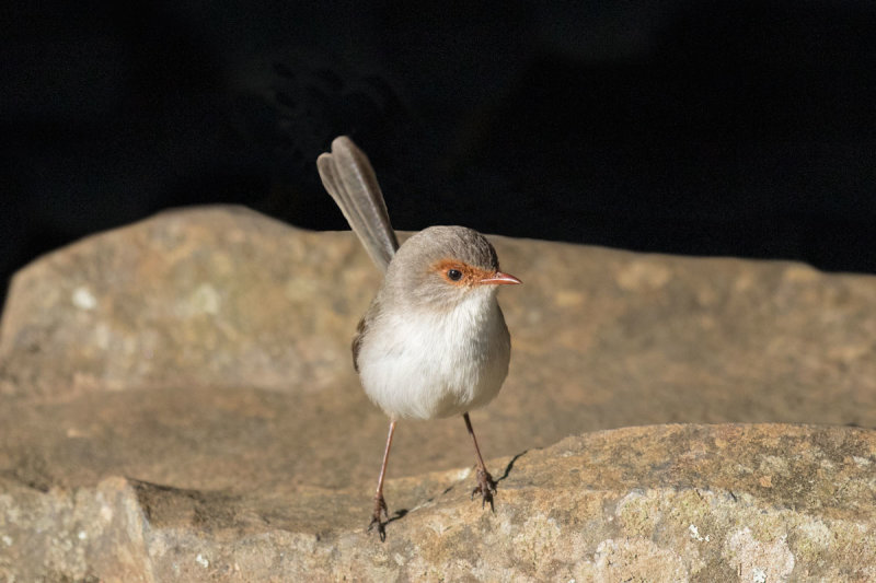 Superb Fairywren