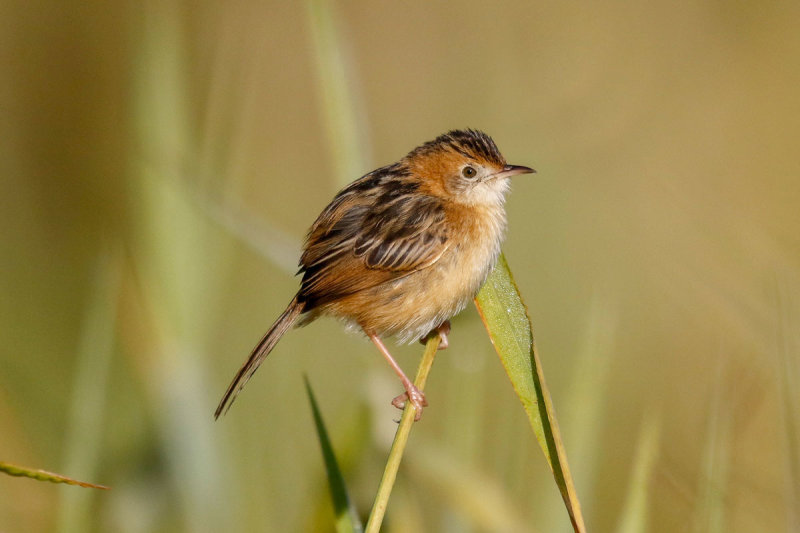 Tawny Grassbird