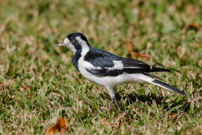 Magpie-lark