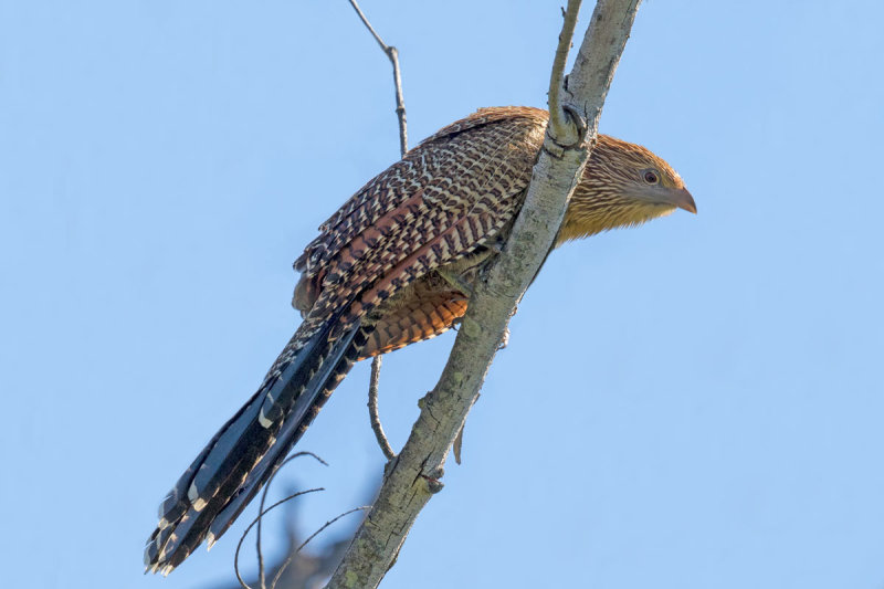 Pheasant Coucal