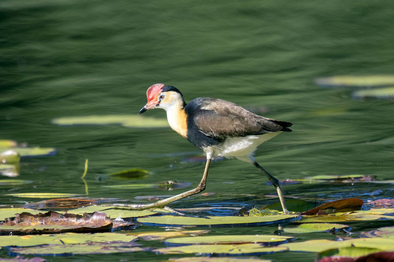 Comb-crested Jacana