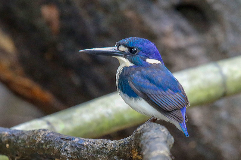 Little Kingfisher