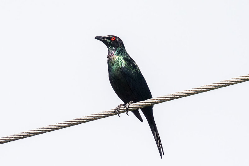 Metallic Starling