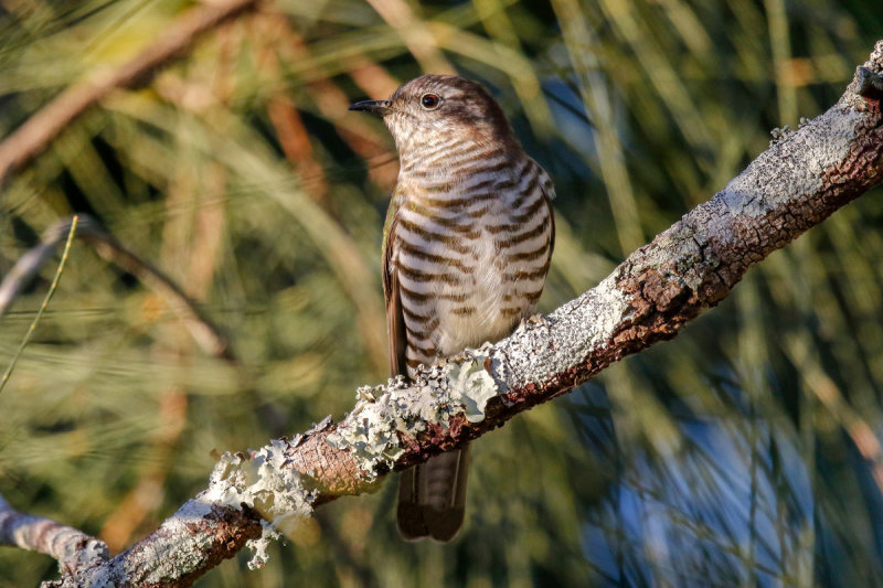 Shinning Bronzed-Cuckoo