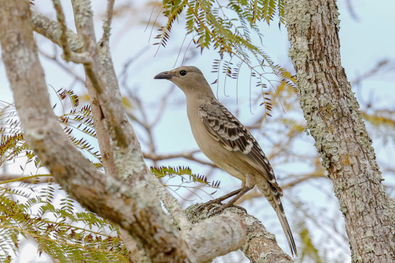Great Bowerbird