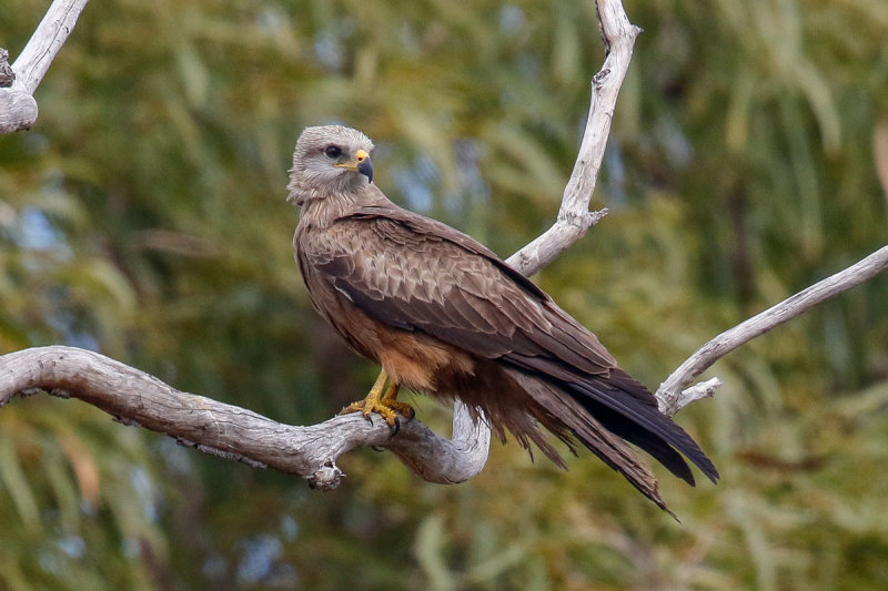 Black Kite