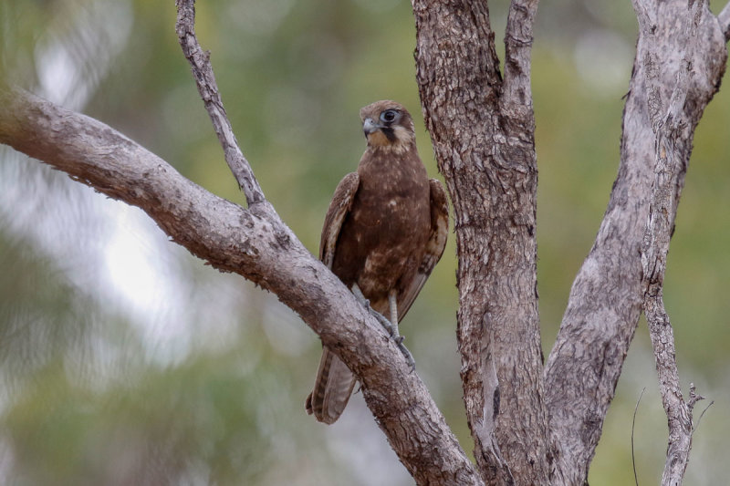 Brown Falcon