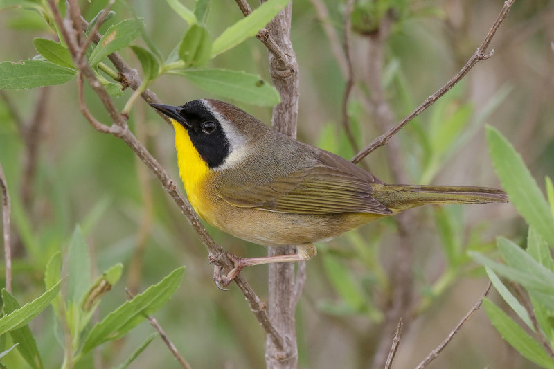 Common Yellowthroat