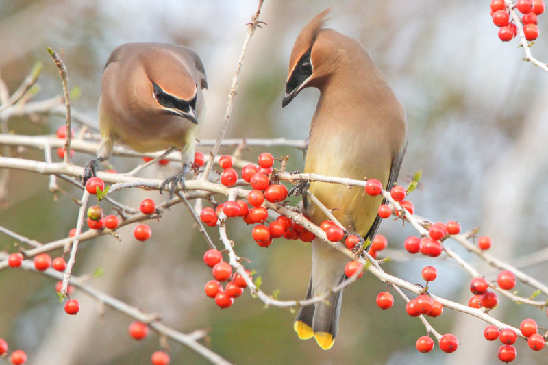 Cedar Waxwing