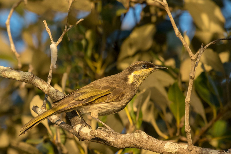 Mangrove Honeyeater