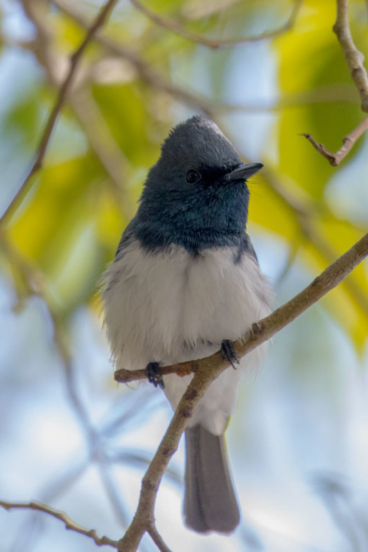 Leaden Flycatcher