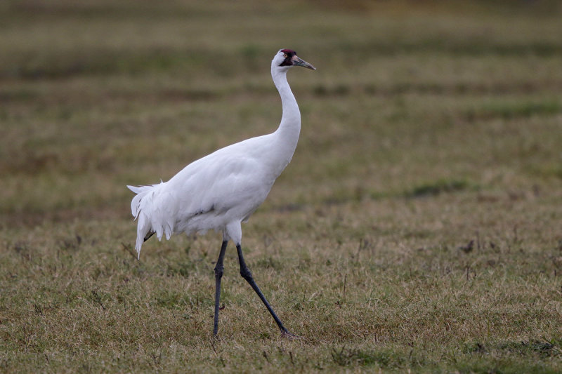 Whooping Crane