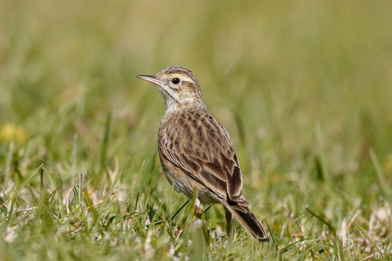 Australasian Pipit