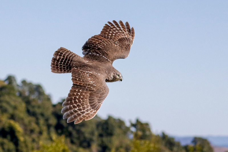 Barking Owl