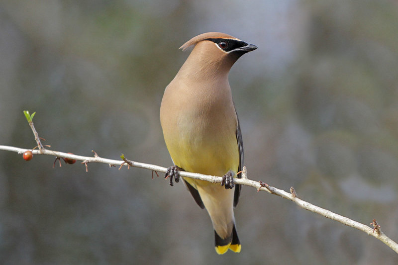 Cedar Waxwing