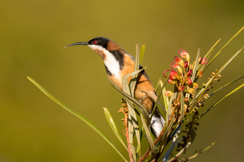Eastern Spinebill