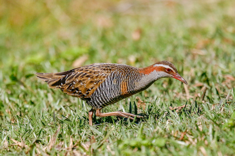 Buff-banded Rail