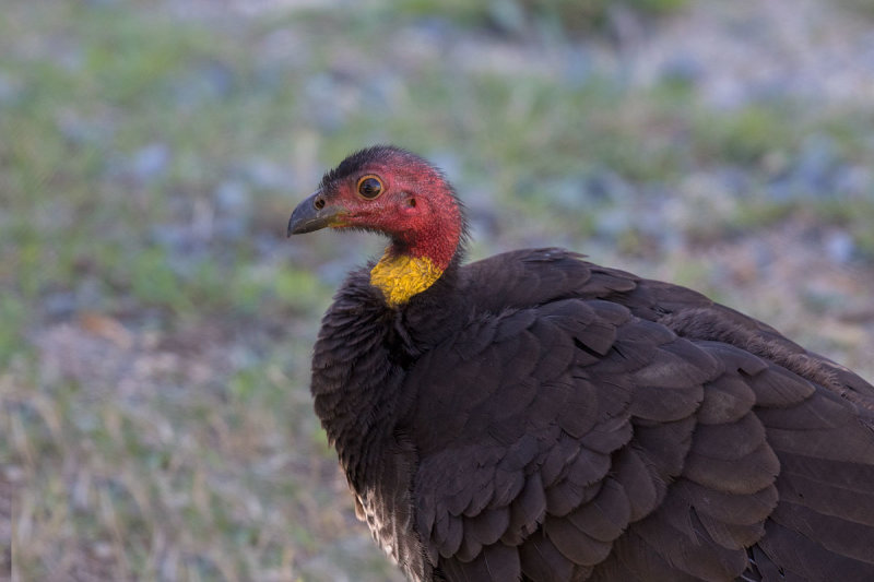 Australian Bushturkey