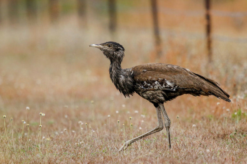 Australian Bustard