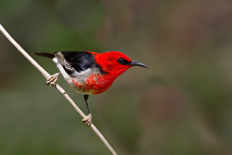 Scarlet Myzomela