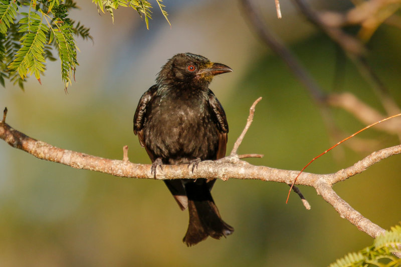 Spangled Drongo