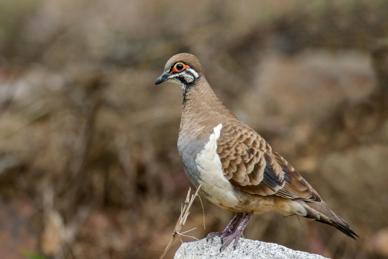 Squatter Pigeon