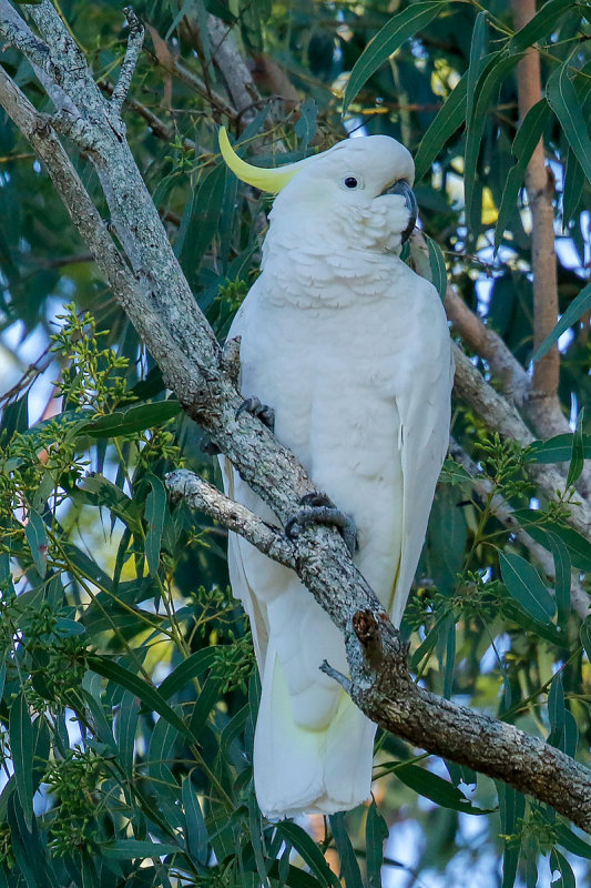 Sulphur-crested Cockatoo