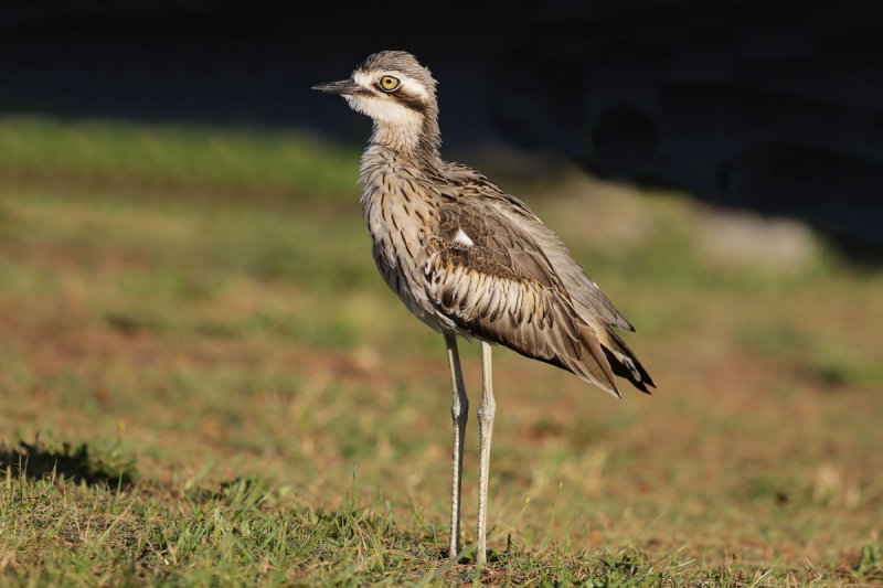 Bush Thick-knee