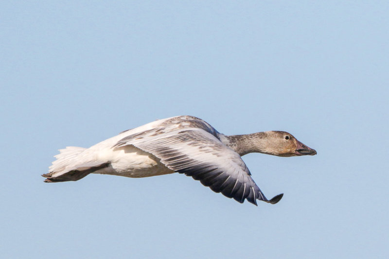Snow Goose