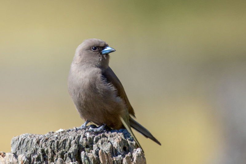 Dusky Woodswallow