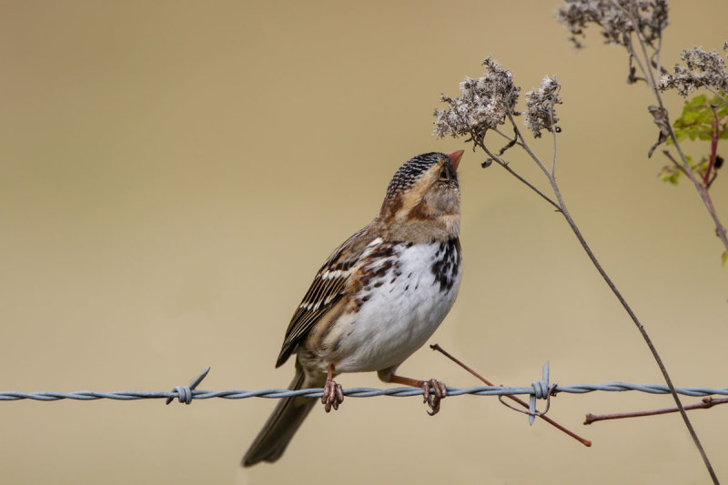 Harris's Sparrow