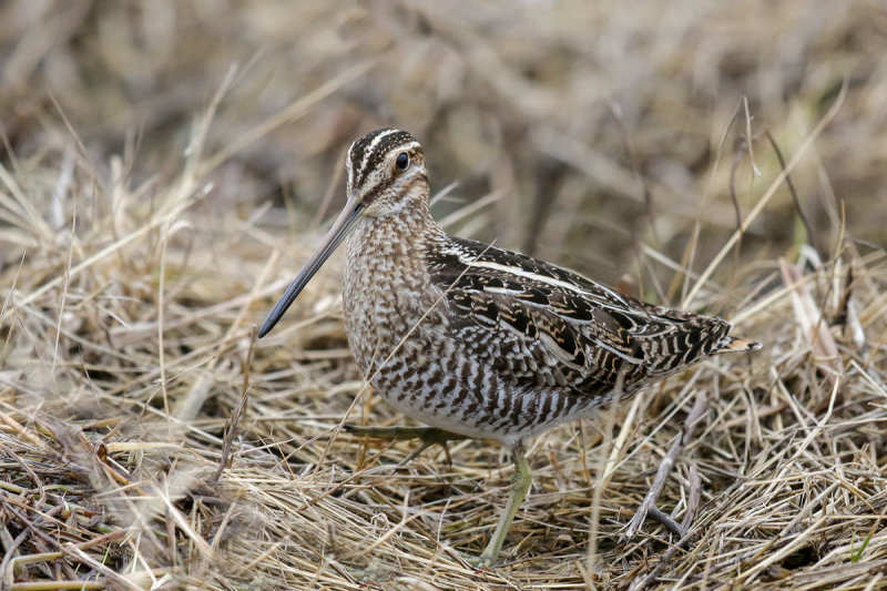 Wilson's Snipe