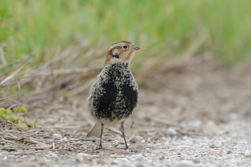 Chestnut-collared Longspur