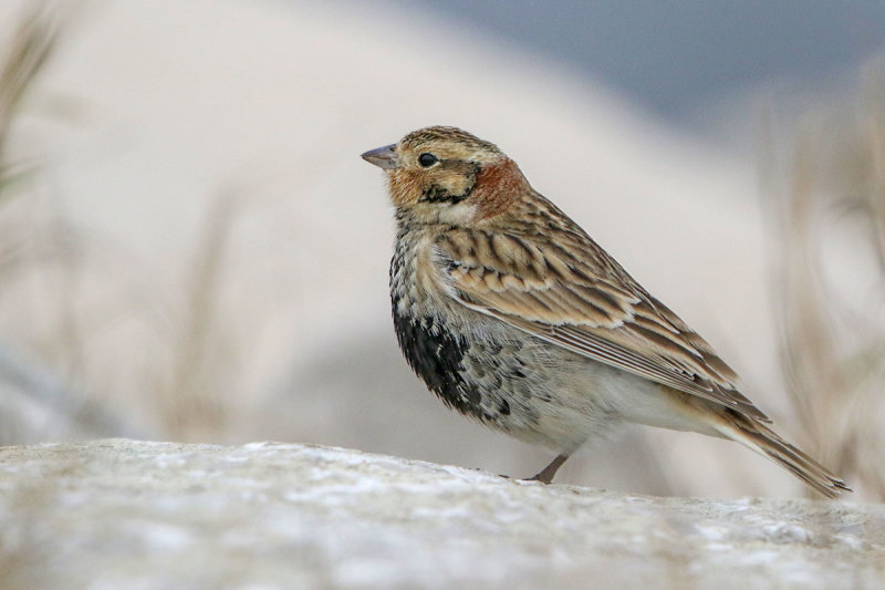 Chestnut-collared Longspur